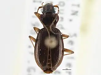 Nebria appalachia