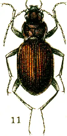 Nebria bonellii