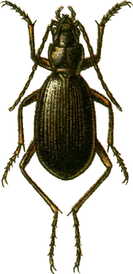 Nebria caucasica
