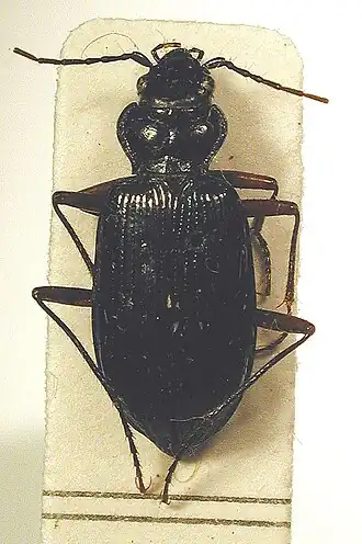 Nebria nivalis
