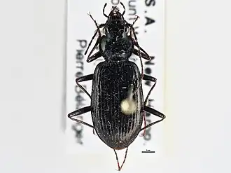 Nebria suturalis