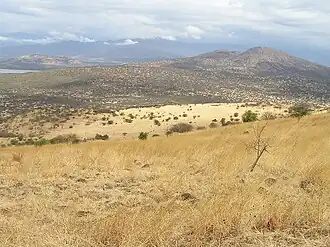 Witte gras ("Nech Sar") vlaktes van het Nechisar Nationaal Park in 2008