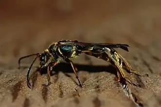 Necydalis cavipennis