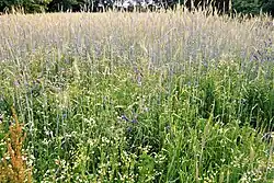 Een kleine graanakker met veel soorten akkeronkruiden