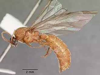 Neivamyrmex fuscipennis