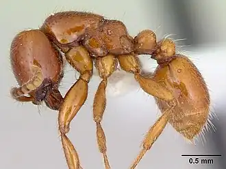 Neivamyrmex punctaticeps