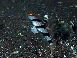 Stonogobiops xanthorhinica