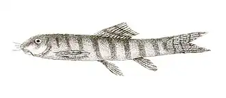 Schistura cincticauda