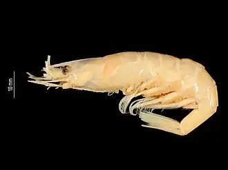 Nematocarcinus combensis