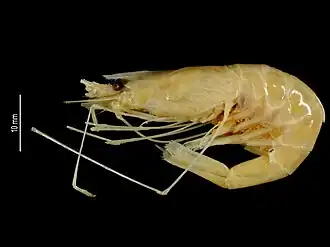 Nematocarcinus parvus