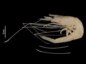 Nematocarcinus poupini