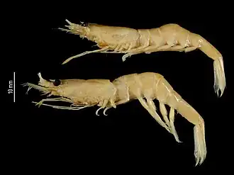 Nematocarcinus pseudogracilis