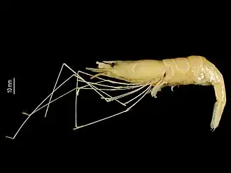 Nematocarcinus richeri