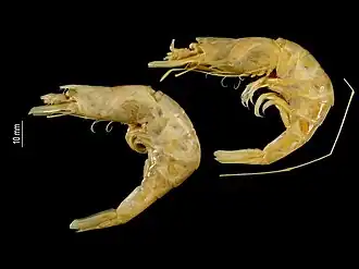 Nematocarcinus rotundus