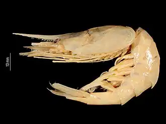 Nematocarcinus safari