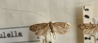 Nematopogon robertella