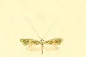 Nemophora dumerilella