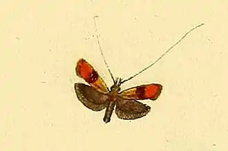 Nemophora mollella