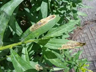 Nemorimyza posticata