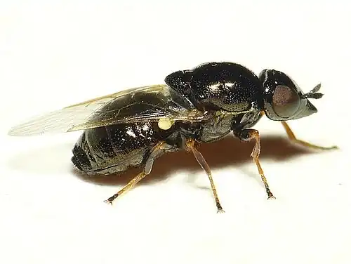 Zwarte snuitwapenvliegNemotelus nigrinus