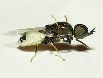 Zwart-witte snuitwapenvlieg