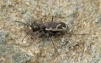 Neocicindela dunedensis