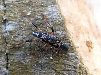 Neoclytus araneiformis