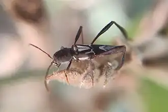 Neoclytus ypsilon