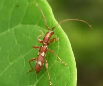 Neocompsa macroscina