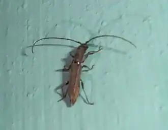 Neocompsa puncticollis