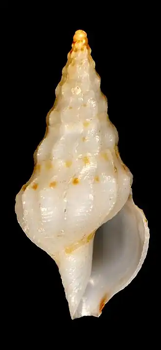 Neodrillia blakensis