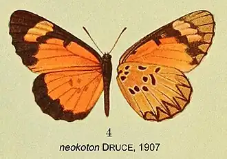 Mimacraea neokoton