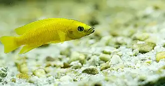 Neolamprologus leleupi