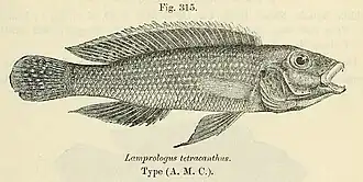 Neolamprologus tetracanthus