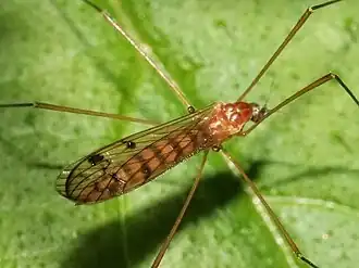 Neolimonia dumetorum