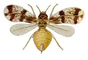 Neomaskellia bergii