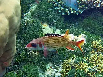 Neoniphon opercularis