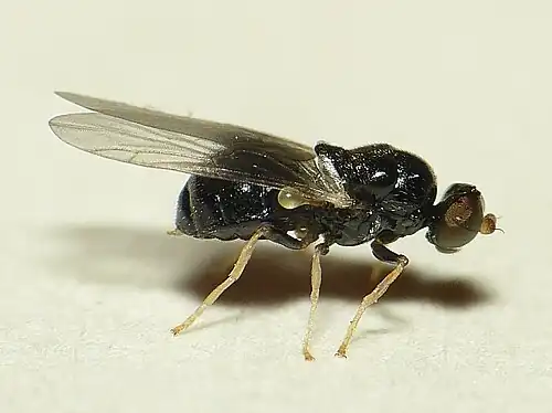 ZilvervlekspeldenknopjeNeopachygaster meromelas