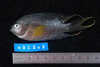 Neopomacentrus cyanomos