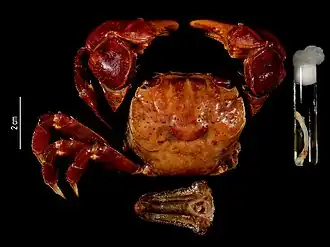 Neosarmatium trispinosum