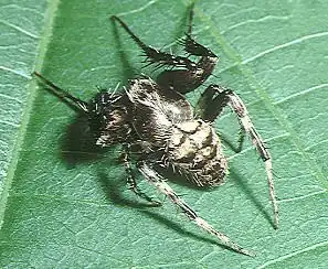 Neoscona punctigera