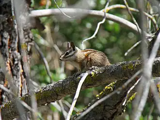 Merriams chipmunk