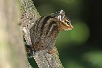 Allens chipmunk