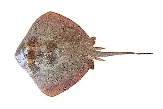 Neotrygon ningalooensis