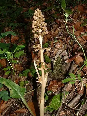 vogelnestje (N. nidus-avis)