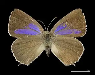 Neozephyrus quercusEikenpage