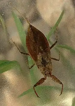 Waterschorpioen (Nepa cinerea)