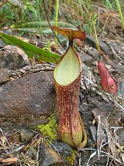 Nepenthes alata