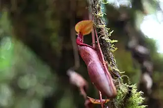 Nepenthes densiflora