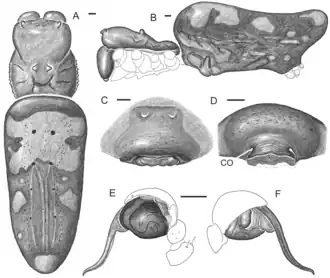 Trichonephila komaci